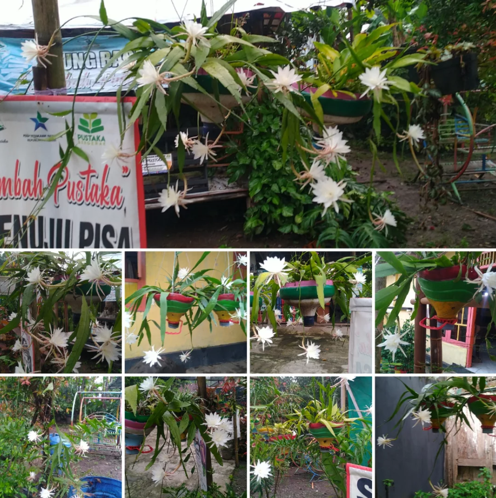 Fenomena Menakjubkan: 40 Kuntum Wijaya Kusuma Mini Mekar Serentak, Penuhi Limbah Pustaka dengan Keharuman